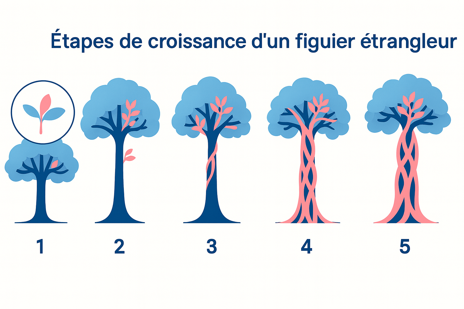 étape figuier étrangleur
