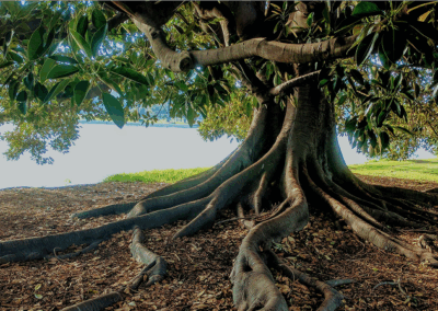Refonte d’application : moderniser sans tout casser avec la méthode Strangler Fig Pattern